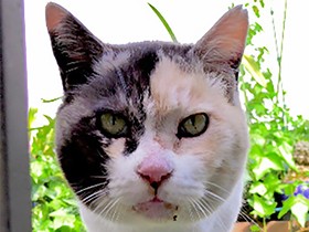 はな子がいなくなったあと