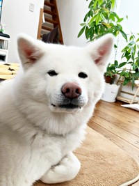 カメラを見つめてちょっぴり微笑むまゆちゃん（画像提供：秋田犬まゆさん）