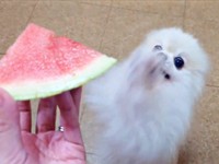 こまちちゃんのあまりに速い仕草に両前足が見えません（画像提供：comatemaさん）