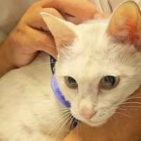 一時避難所から脱走した「しろちゃん」（「つかねこ動物愛護環境福祉事業部」さん提供、Instagramよりキャプチャ撮影）