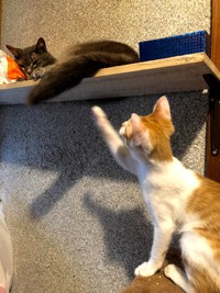 高齢のまさおくんは、子猫たちと遊ぶのはキツい…。でも、ポチちゃんはあきらめません