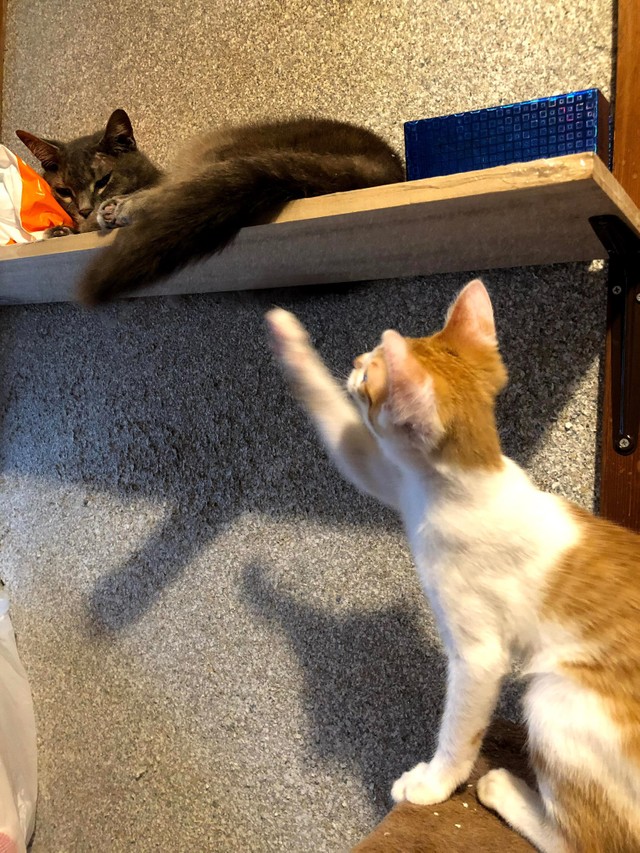 高齢のまさおくんは、子猫たちと遊ぶのはキツい…。でも、ポチちゃんはあきらめません