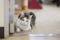 常務付秘書ネリ（画像提供：三協精器）