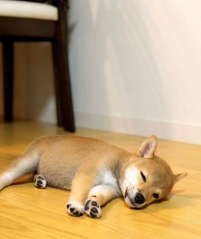 子供の頃のももちゃん（画像提供：柴犬ももさん）