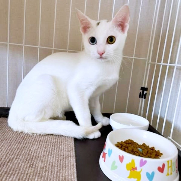 子猫時代、ケージのなかで過ごすてまりくん（画像提供：てまり らふ ビスコさん）