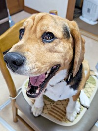 椅子にのってにっこり笑顔のしんたろうくん（画像提供：ともぞうさん）