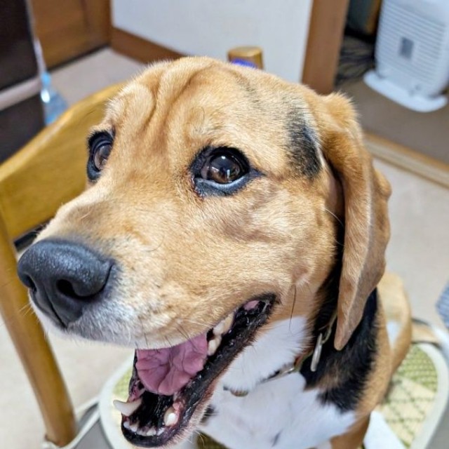 椅子にのってにっこり笑顔のしんたろうくん（画像提供：ともぞうさん）