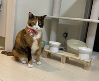 ご飯の催促中