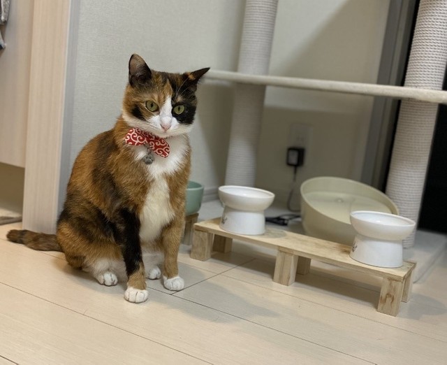 ご飯の催促中