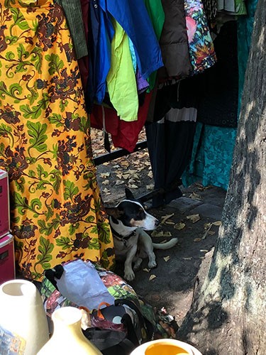 ベルリンはノーリードの犬が多かった