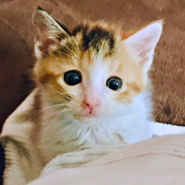 保護時、猫風邪で目も開かず、鼻も詰まっていたサラちゃん（画像提供：にゃさん）