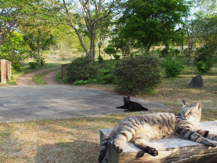 墓苑入り口で、お外大好ききょうだいのクマチとヒジキが受付中