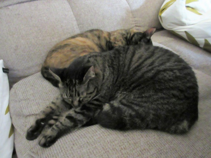 一緒に眠るのが大好き