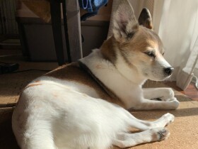 日なたぼっこでうとうと　第二の暮らしをエンジョイ中のMIX犬「キキ」