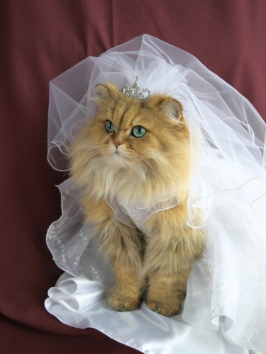 ６歳の頃、スパンコちゃんと一緒に結婚式にも出てくれたにゃんちーちゃん。ドレスは中尾さんのお母さまが作ってくれたもの（中尾亜希さん提供）