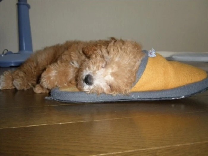 家にきたころの「嵐（らん）」