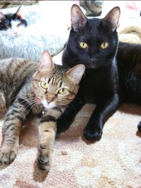 年子だが、母猫は同じ。右側がトマトくん、左側がイチちゃん＝gatita_himawariさん提供