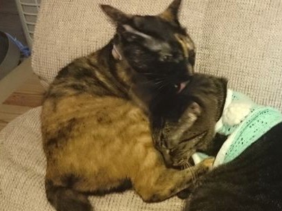 猫にズボン？　お洋服を着せた本当の理由