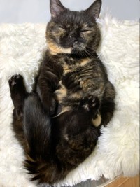 実家猫のしずくちゃん＝しずわらひなたさん（@shizuwarahinata）提供