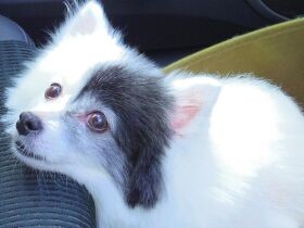 ねぇ～抱っこして～　ポメラニアン「ビアンカ」、ドライブ中にかわいく目でおねだり