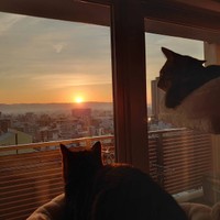 早起きして一緒に朝陽を眺める