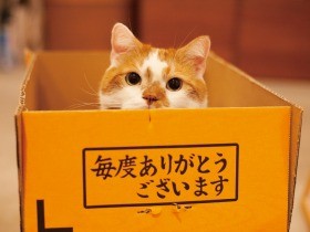 人気猫「どんこ」のハートを射止めたものと大好きな場所
