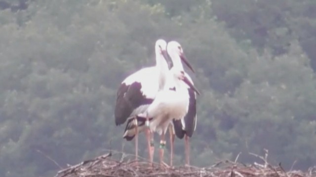 まんのう町でコウノトリのひなが巣立ち　4月にふ化した3羽　香川