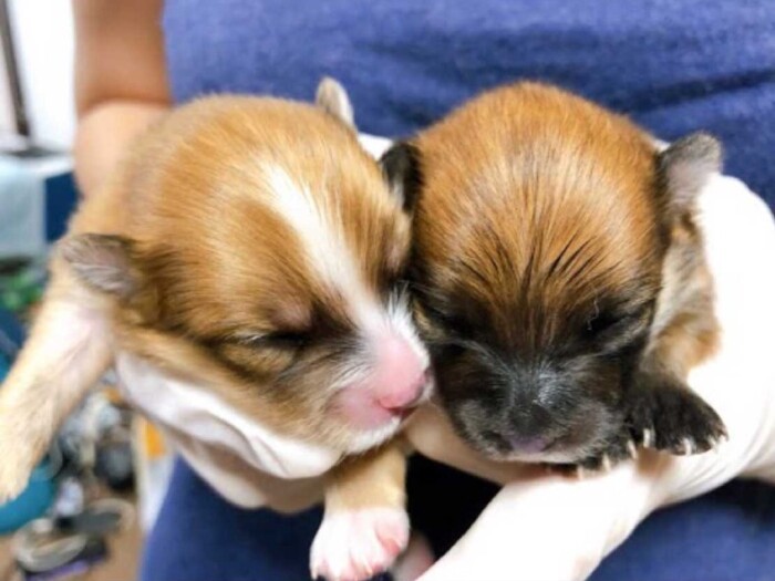 家にきたころの「はっち」