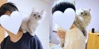 子猫時代（左）と現在（右）。すぴさんは間違えるほど成長しました！（画像提供：すぴさん）