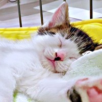 お迎え時、生後2カ月だったセロイくん。すやすやと眠っています