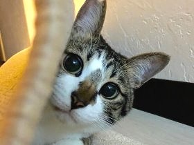 多頭飼育崩壊の寸前で救出　控えめな子猫が飼い主の生活を変えた