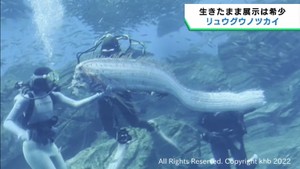 とても珍しい深海魚リュウグウノツカイ　仙台うみの杜水族館で展示