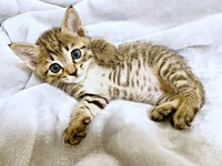 保護から5日経ったころ。ゴロンと寝そべるバビくん（画像提供：キジトラのバビさん）