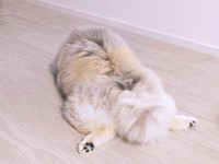 「ポメが落ちてる」。床上でうつ伏せになって休むボスくん（画像提供：ポメラニアン ボスさん）