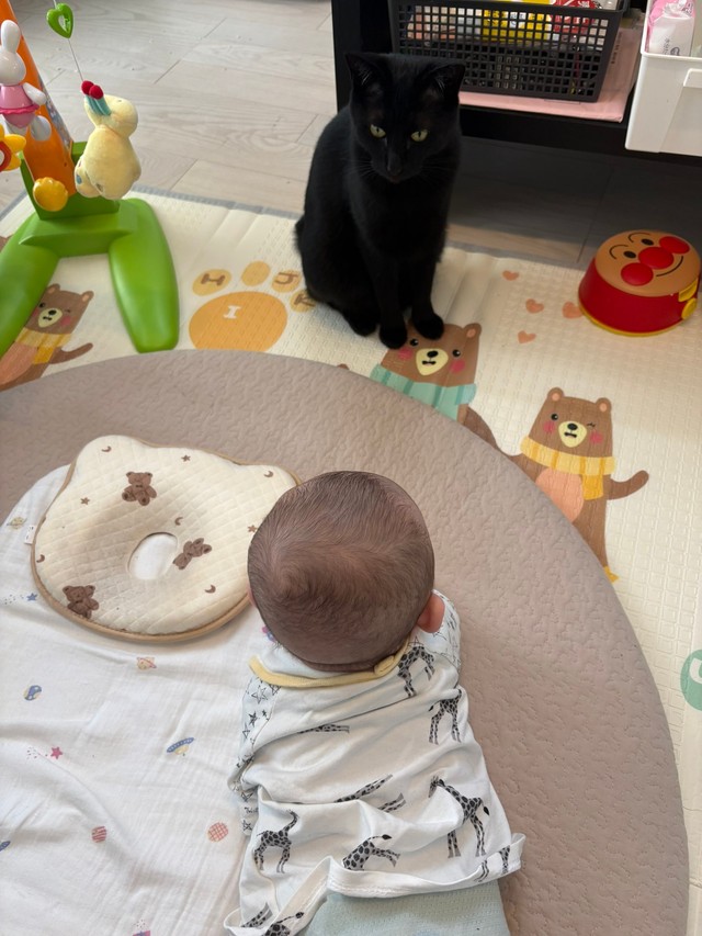 しゅしゅくんをじっと見つめる猫ちゃん（提供：なつ🧸5m🐍☺︎さん）