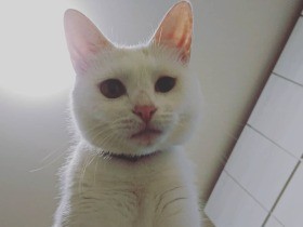 飼い主さん、何してるんだ？　上から様子をのぞきこむ白猫「しろたん」