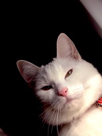 やらかした後のちくわさんの表情に注目(絵子猫さんTwitterより)