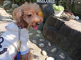 いつも元気いっぱい天真爛漫　トイプードルの「チェリー」