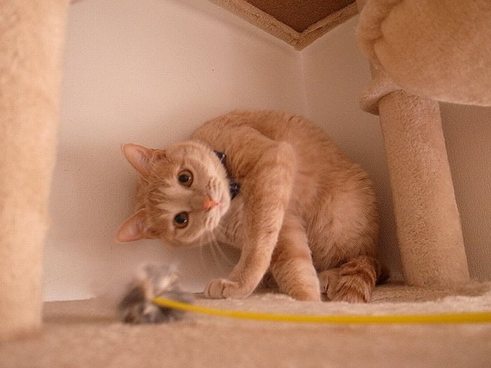 おもちゃに夢中