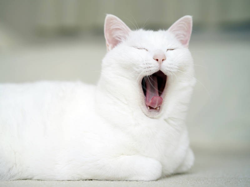 ぱっかーんとあくび。この高貴なルックスで、実はちょっとコミカルな一面も（sangorukaさん提供）