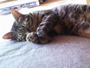 庭の隅っこで、猫の美学を知る