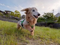 おじいちゃん犬でも元気いっぱい！（提供：犬と猫と下僕さん）