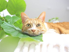 葉っぱの枕は気持ちがいいなあ　くつろぎ中の元保護猫「まろ」