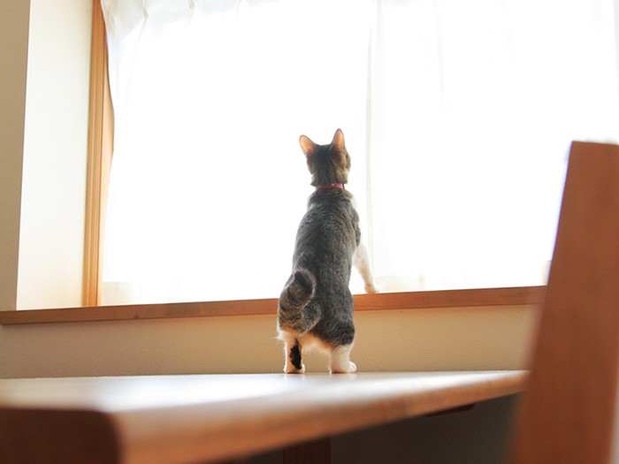  遊びがエキサイトするとしっぽが太太に