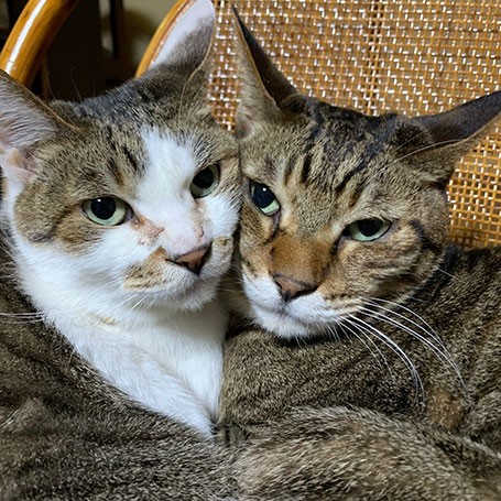 さくらととら。やはり、似ている