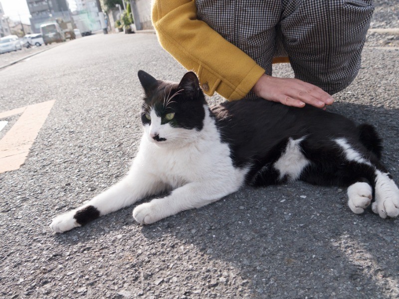 道路に寝そべるのが大好き。（小林写函撮影）