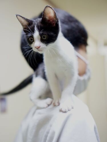 学校から帰ってきた長男の肩に乗るホッピー「友だちも家に来て猫に会うのが楽しいらしい」