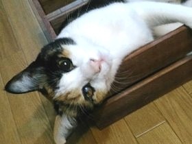 目に炎症、ボロボロな子猫　保護され驚異的に回復し、おてんばに