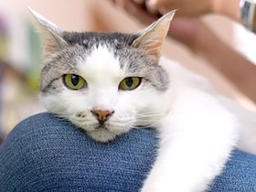 実家からやって来た猫「なな」　お気に入りは膝の上