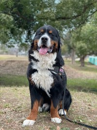 お散歩中、素敵な記念ショットを撮影するセドリックくん（画像提供：セドリック タイカンさん）